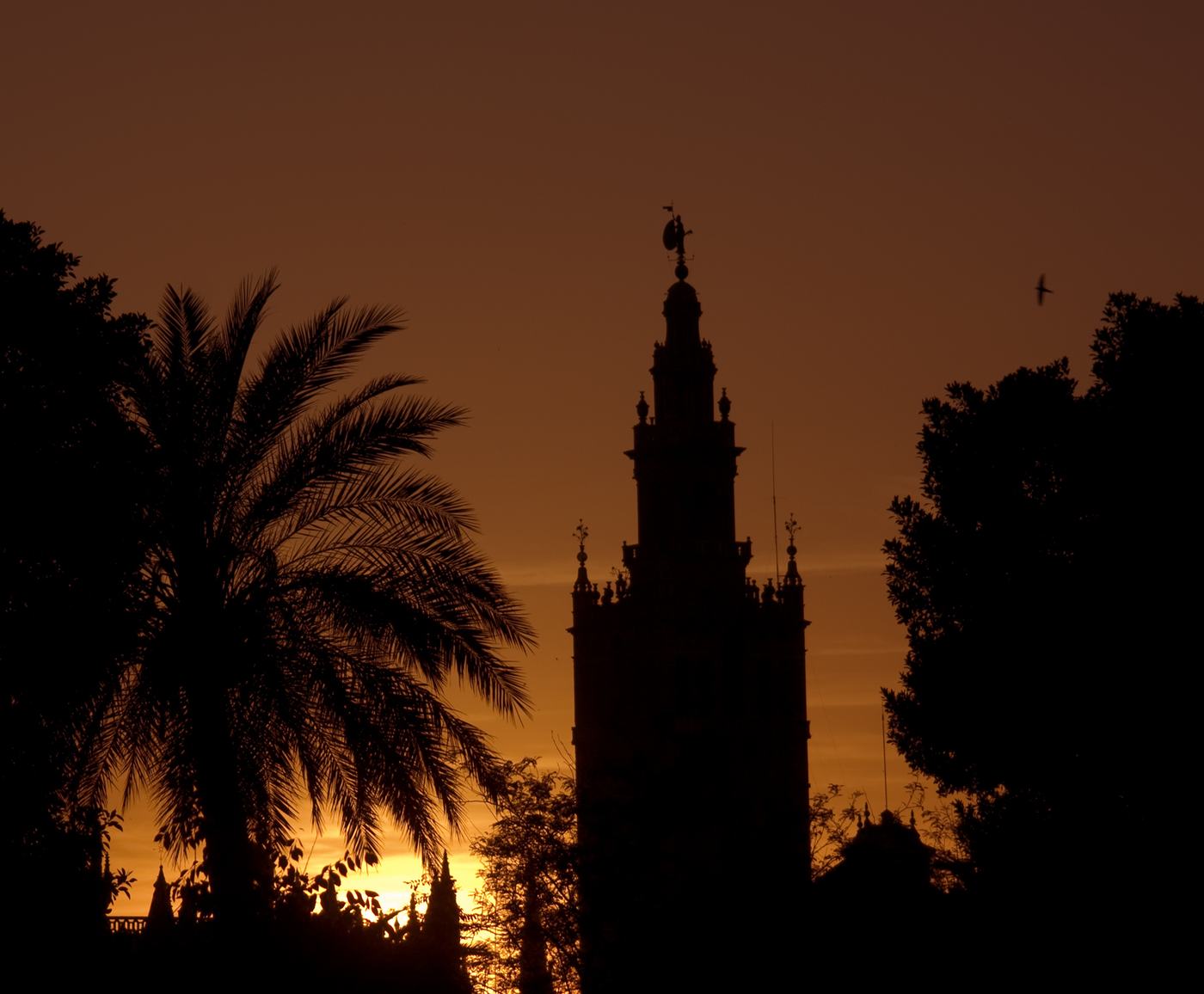 Silueta de la Giralda al atardecer entre palmeras